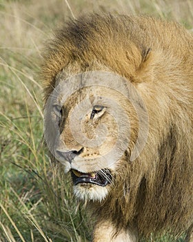 Closeup face of large male lion with teeth showing