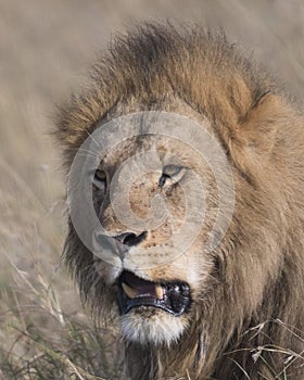 Closeup face of large male lion with teeth showing