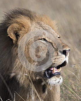 Closeup face of large male lion with teeth showing