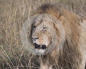 Closeup face of large male lion with teeth showing