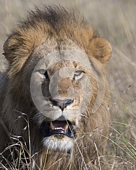 Closeup face of large male lion with teeth showing