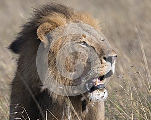 Closeup face of large male lion with teeth showing