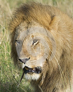 Closeup face of large male lion with teeth showing