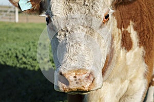 closeup of the face of a Polled Hereford cow looking at camera