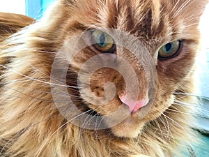 Closeup of the face of a red marble Maine Coon cat