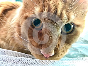Closeup of the face of a red marble Maine Coon cat