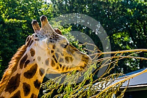 Closeup of the face of a rothschilds giraffe, tropical and endangered animal specie from Africa photo