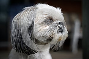Closeup of the Face of a Shih Tzu Dog photo