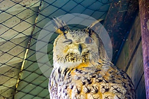 Closeup of the face of a siberian eagle owl, popular owl specie from Siberia