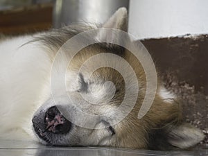 Closeup face of sleepy dog,laying down on ground floor,relax time