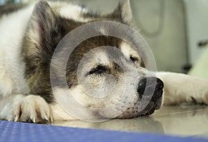 Closeup face of sleepy dog,laying down on ground floor,relax time