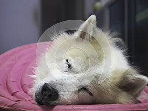 Closeup face of sleepy dog,laying down on ground floor,relax time