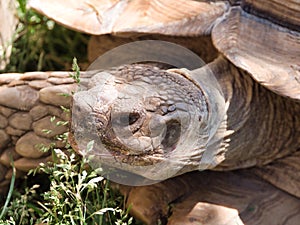 Closeup face Spurred Tortoise - Centrochelys sulcata