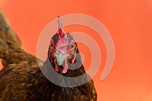 closeup the face of a teardrop hen on an orange background,copy space