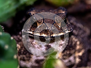 Close-up of the face of a Toad Bufo melanostictus