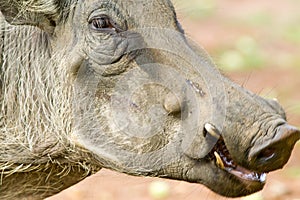 Closeup of face of warthog in Umfolozi Game Reserve, South Africa, established in 1897 photo
