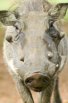 Closeup of face of warthog in Umfolozi Game Reserve, South Africa, established in 1897 photo