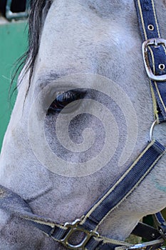 Closeup face of the white horse whit blue reel