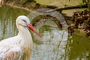 Closeup of the face of a white stork, common bird in Europe