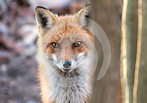 Closeup of the face of a Wild Red Fox peeking from behind a tree in a Maryland forest