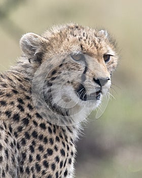 Closeup of the face of a young cheetah looking alertly ahead