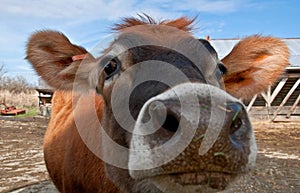 Closeup Face of Young Jersey Cow Heifer