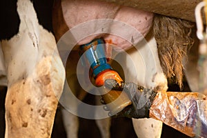 Hand of farmer holding bottle with iodine on udder of cow before milking photo