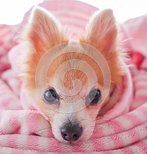 Closeup facing young brown puppy dog, Lovely chihuahua sleep in sweet pink blanket with flare warm  backlight in winter