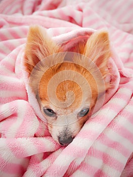 Closeup facing young brown puppy dog, Lovely chihuahua sleep in sweet pink blanket in winter