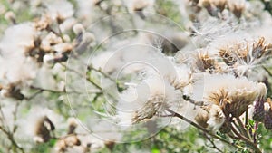 Closeup of a faded thistle or carduus with blown fluff