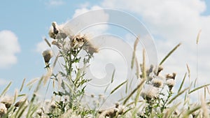 Closeup of a faded thistle or carduus with blown fluff