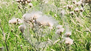 Closeup of a faded thistle or carduus with blown fluff