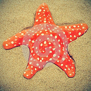 Seastar on the sand of a beach