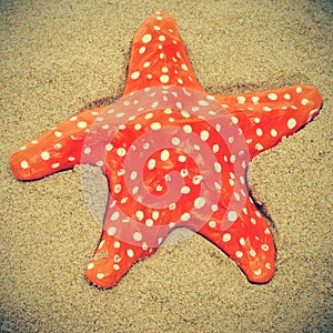 Seastar on the sand of a beach photo