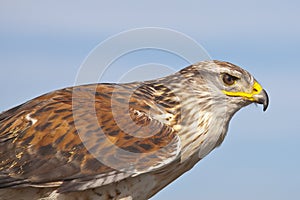 Closeup of a falcon