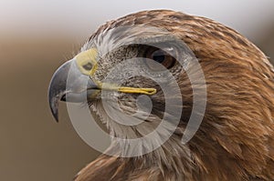 A closeup of a Falcon looking for prey