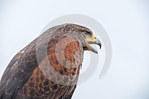 closeup of a falcon used to keep birds away from planes at the airport photo