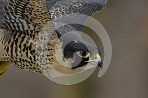 closeup: falcons head and beak while flying