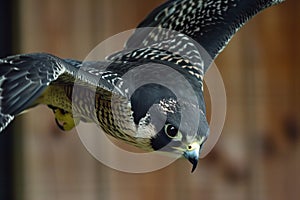 closeup: falcons head and beak while flying