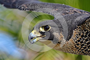 closeup of falcons head in flight, beak open