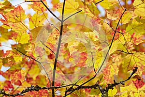 Fall Colors in Algonquin Park, Ontario, Canada #2