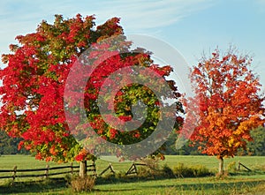 Closeup of Fall in the country with red maple trees, split rail