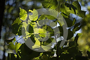 Closeup of fall leaves in sunlight and shadow in deep forest, sh