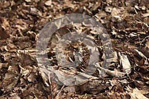 a closeup of fallen dry leaves