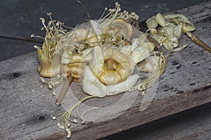 closeup of the fallen Durio zibethinus flower