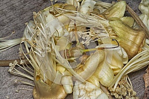 closeup of the fallen Durio zibethinus flower