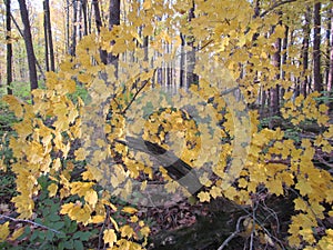 Closeup of Fallen Tree`s Autumn foliage of Yellow Leaves in morning sunlight