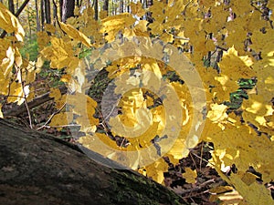 Closeup of Fallen Tree`s Autumn foliage of Yellow Leaves in sunlight