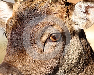 Closeup of fallow deer face