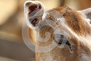 Closeup of fallow deer hind, eye detail